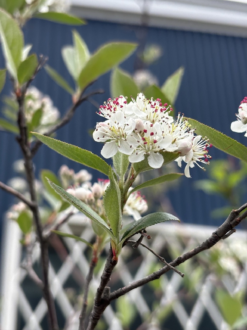 去年植えた木々に花が咲きました ちゃんと根付いてくれています（白井）