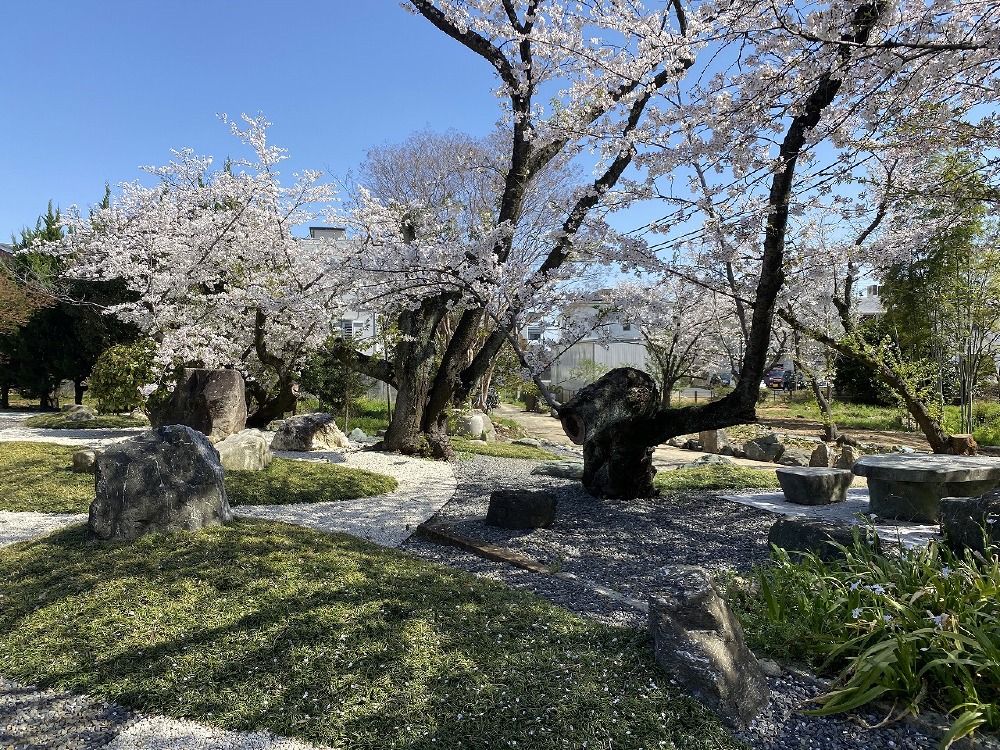 最終打合せにお伺いしました。庭の桜が見事でした。