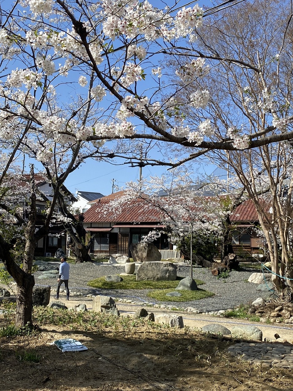 最終打合せにお伺いしました。庭の桜が見事でした。