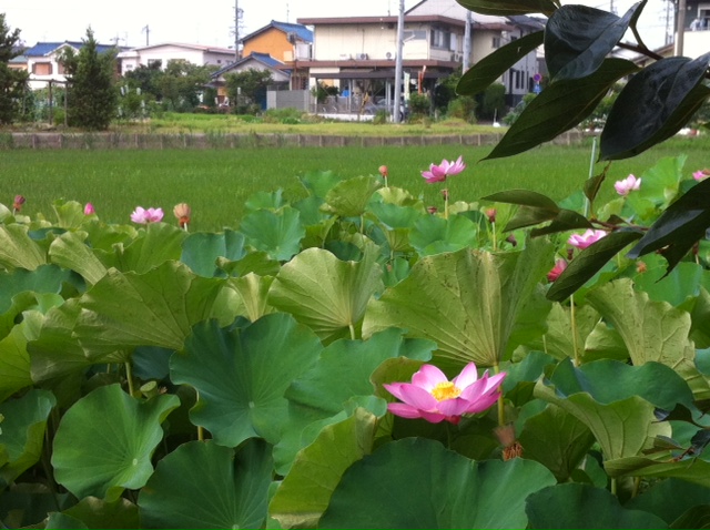 G様邸から観える蓮が綺麗です