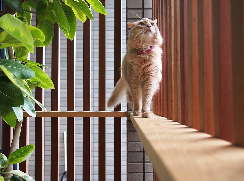 【リフォーム】猫と暮らす・中古・戸建住宅のリノベーション