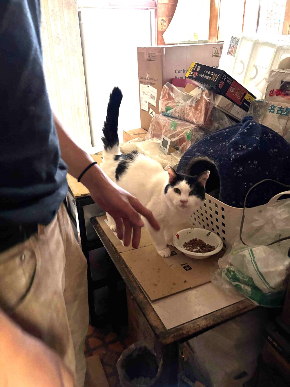 ﾈｺﾁｬﾝ…