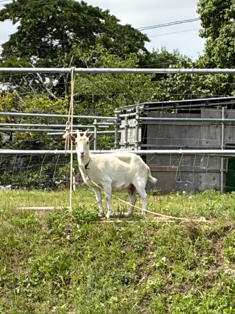 隣からヤギのユキちゃんが見守っています