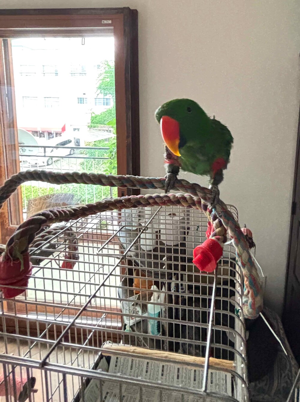 インコさん