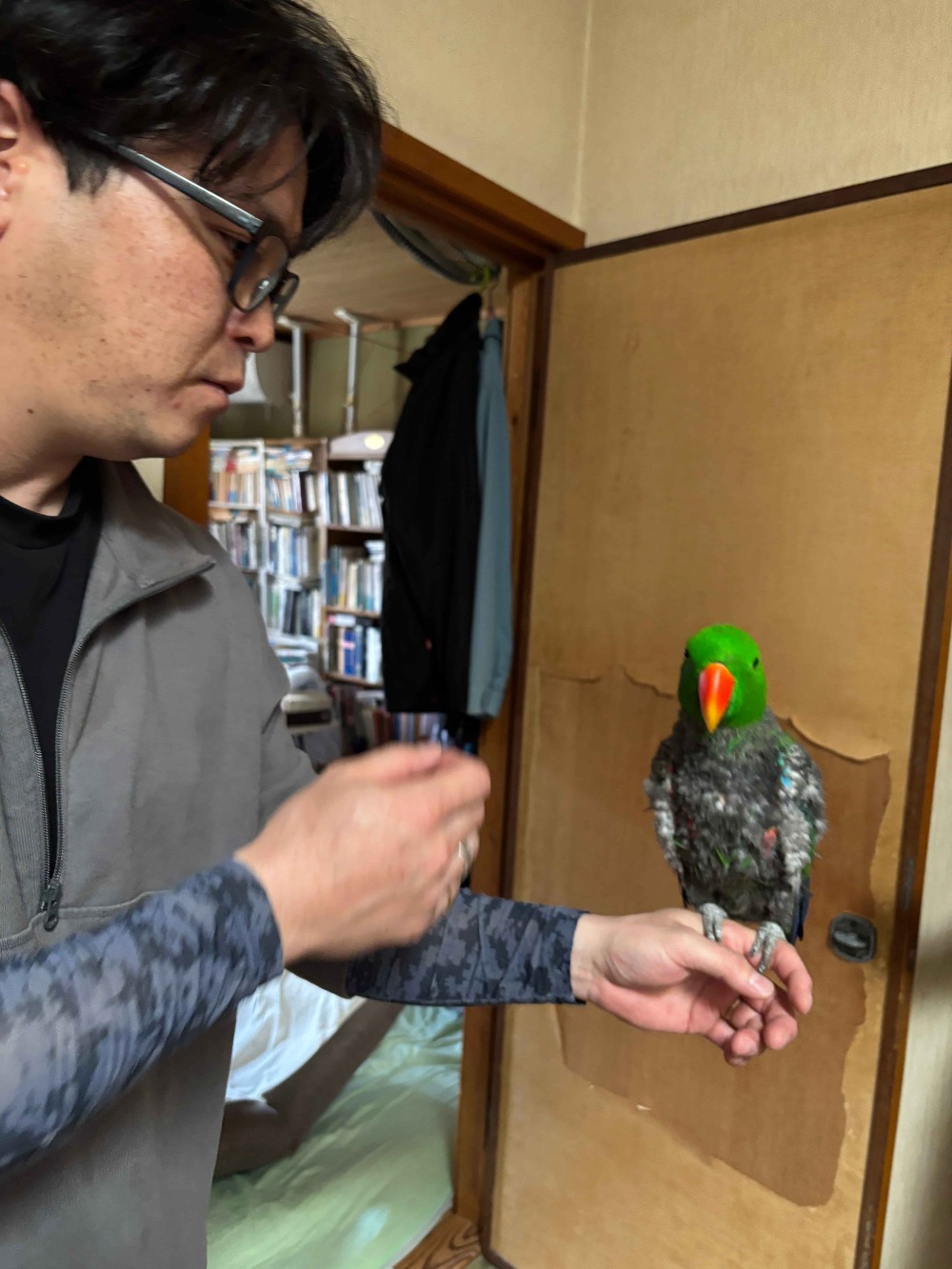 オオハナインコ