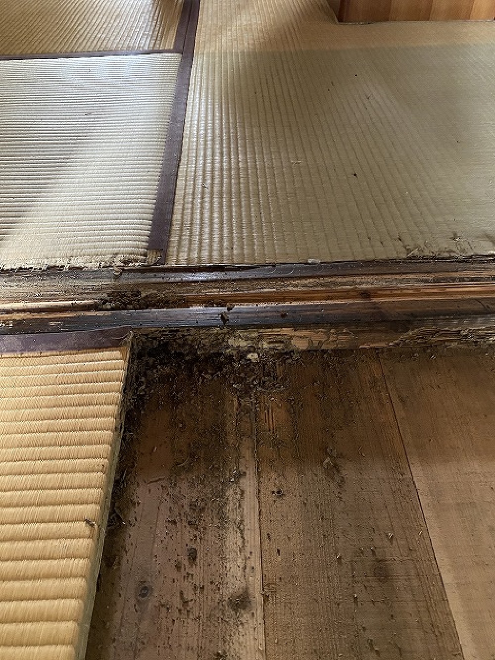 （K様宅）畳がブカブカするので見て欲しいとの事でお伺いしたところ・・・ シロアリに見事にやられていました。恐るべし！
