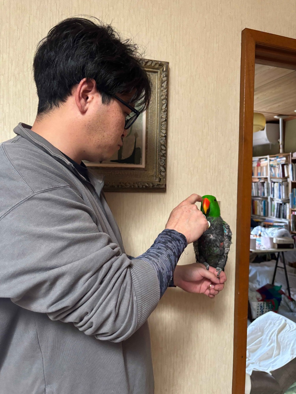 オオハナインコ