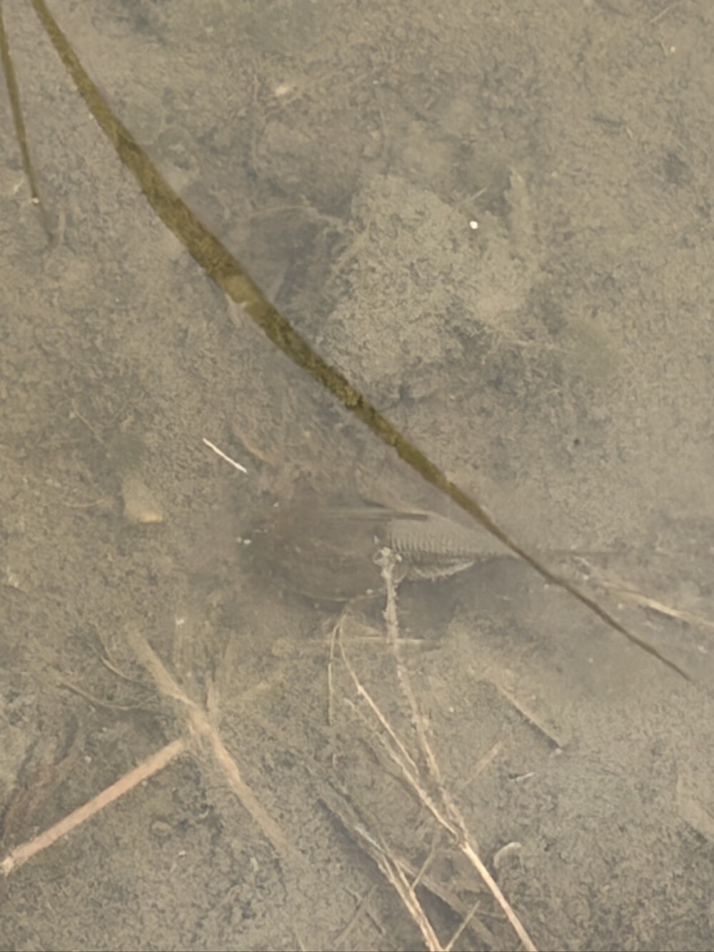 田んぼ「カブトエビ」