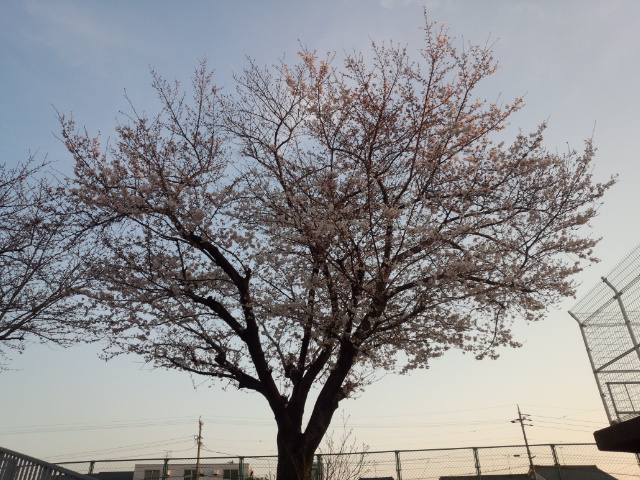 白井です、現場隣の桜の木。