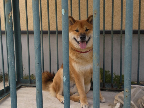 柴犬　園ちゃん　稲沢の古民家再生現場から