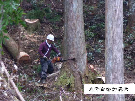 森に木を見に行きませんか？