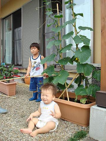 家庭菜園